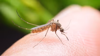 എന്തുകൊണ്ട് കൊതുകുകള്‍ ചിലരെ തെരഞ്ഞെടുത്ത് ആക്രമിക്കുന്നു? 