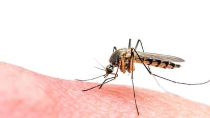 Mosquito Control Tips : കൊതുകിനെ തുരത്താന് ഇതാ ചില പൊടിക്കൈകള്