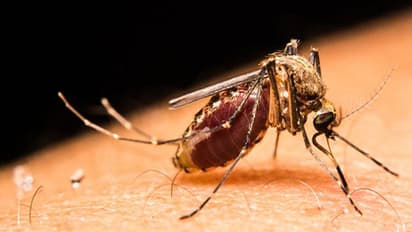 মশার উপদ্রবে নাজেহাল, কয়েল বা কেমিক্যাল  স্প্রে ছাড়াই রেহাই পান ঘরোয়া উপায়