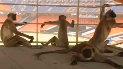 అబ్బ... సూపర్ మ్యాచ్ రా మావ... నాలుగో టీ20ని ఆసక్తిగా వీక్షించిన వానరాలు...