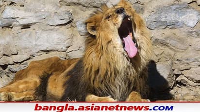 চিড়িয়াখানায় সিংহের খাঁচায় ঢুকে গুরুতর জখম মেদিনীপুরের বাসিন্দা, আশঙ্কাজনক অবস্থায় ভর্তি  SSKM-এ