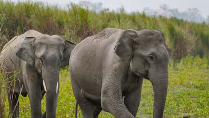 Here’s how project RE-HAB has helped drive away elephants, without causing harm, preventing crop losses