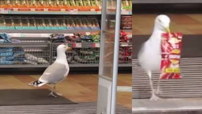 കടയിൽ കയറി ചിപ്സ് പായ്ക്കറ്റുമെടുത്ത് കൂളായി പുറത്തേയ്ക്ക്; വൈറലായി പക്ഷിയുടെ വീഡിയോ