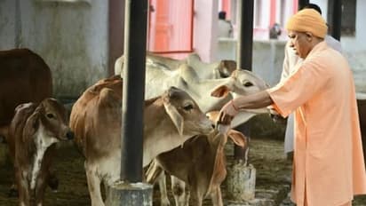 Fact Check: No, Yogi government did not order oximeters for cows