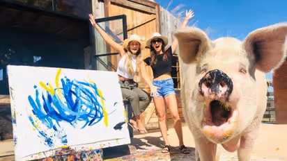 പിഗ്കാസോ ഇത് ചിത്രകാരിയായ പന്നി, ചിത്രം വിറ്റുപോകുന്നത് ലക്ഷങ്ങൾക്ക് വരെ!