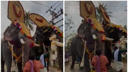 ആനകളുടെ തലപൊക്ക മത്സരം; വനം വകുപ്പ് കേസെടുത്തു