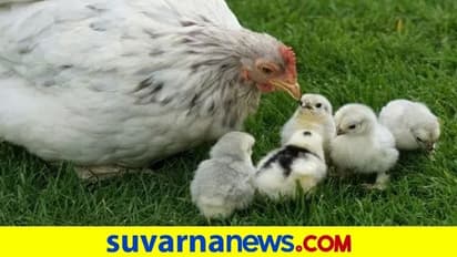ರಾಜ್ಯದಲ್ಲಿ ಕೋಳಿ ಸಾಕಣೆದಾರರಿಗೆ ಸಬ್ಸಿಡಿ?