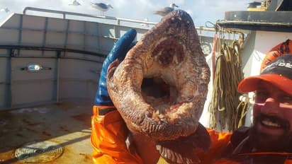 വലിയ വായും കൂര്‍ത്ത പല്ലുകളും; മത്സ്യത്തൊഴിലാളിയുടെ വലയിൽ കുടുങ്ങിയത്  വിചിത്ര മത്സ്യം