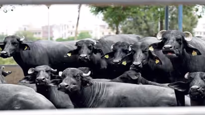 മലപ്പുറത്ത് ചത്ത പോത്തുകളെ ഇറച്ചിയാക്കി വിൽപ്പന നടത്താൻ ശ്രമം, തടഞ്ഞ്  നാട്ടുകാർ 