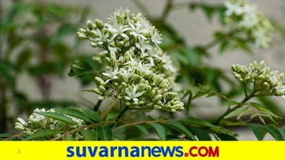 ಕರಿಬೇವು ಬಳಸಿದರೆ ಕ್ಯಾನ್ಸರ್ ದೂರ! ನಿಮಗಿದು ಗೊತ್ತಿತ್ತಾ?