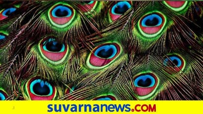 Bird Superstitions: ತಲೆ ಮೇಲೆ ಹಕ್ಕಿ ಪೀ ಮಾಡಿದ್ರೆ ಶುಭನಾ ಅಶುಭನಾ?