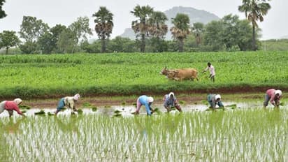 10 ವರ್ಷ ಬಡ್ಡಿ ರಿಯಾಯ್ತಿ ಪಡೆದ ರೈತರಿಗೆ ಸಬ್ಸಿಡಿ ಕೃಷಿ ಸಾಲ ಇಲ್ಲ