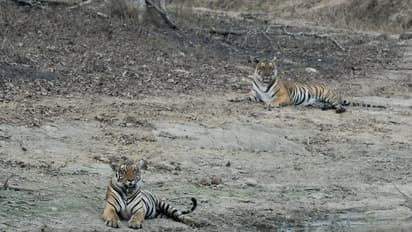 ನಾಗರಹೊಳೆ ಅಭಯಾರಣ್ಯ : ವನ್ಯಜೀವಿ ಪ್ರಿಯರ ಕಣ್ಣಿಗೆ ಈಗ ಹಬ್ಬ!