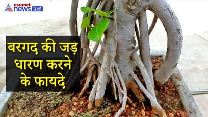 बरगद की जड़ होती है बहुत चमत्कारी, इससे दूर हो सकते हैं मंगल ग्रह के दोष व अन्य परेशानियां
