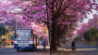 Bangalore turns pink: Citizens share pics of Tabibuea Rosea flowers blooming in the city