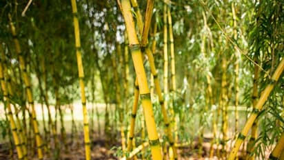 एक बार लगाएं ये पौधा और 40 साल तक करें कमाई, एक हेक्टेयर में 3 लाख तक का मुनाफा, सरकार भी देती है सब्सिडी