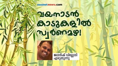 മുളയിൽ നിന്നും അടിവസ്ത്രം മുതൽ ബിയർ വരെ, മുളകൾ വില്ലനോ, അതോ ഉപകാരിയോ?