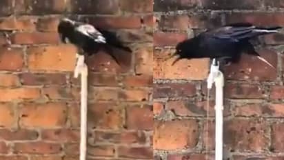 'ഞാന്‍ വെള്ളം കുടിക്കുന്നത് ഇങ്ങനെയാണ്'; വൈറലായി കാക്കയുടെ വീഡിയോ