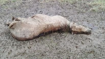 হিমালয়ের গ্রিফন প্রজাতির একপাল শকুনের মৃত্যু, চাঞ্চল্য বিস্তীর্ণ এলাকায়