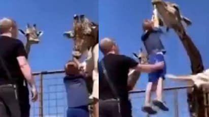 മൃ​ഗശാലയിലെ ജിറാഫിന് ഭക്ഷണം കൊടുക്കാന്‍ ശ്രമിക്കുന്ന കുരുന്ന്; പക്ഷേ സംഭവിച്ചത്...