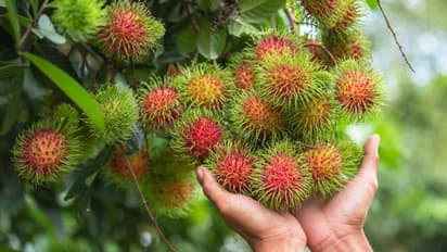 कई खतरनाक बीमारियों का रामबाण इलाज है ये अजीबोगरीब फल, 5 सौ से 1 हजार रुपए किलो बिकता है मार्केट में