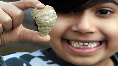 అద్భుతం : కోట్ల యేళ్ల శిలాజాన్ని కనిపెట్టిన ఆరేళ్ల చిన్నారి..