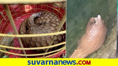 ಮೈಸೂರಿ‌ನಲ್ಲಿ ಬಾವಿಗೆ ಬಿದ್ದ ಚಿಪ್ಪು ಹಂದಿ ರಕ್ಷಣೆ.