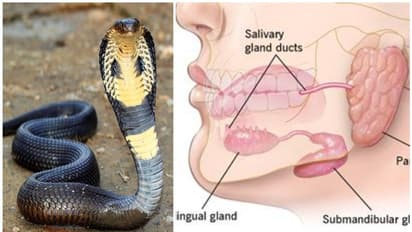 ഭാവിയിൽ മനുഷ്യർ വിഷജീവികളാകുമോ?; നമ്മുടെ ശരീരത്തിൽ അതിനുവേണ്ട ജൈവ 'ടൂൾകിറ്റ്' ഉണ്ടെന്ന് പഠനം