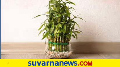 ಮನೆಯನ್ನು ಅಂದಗಾಣಿಸುವ ಈ ವಸ್ತುಗಳು ಅದೃಷ್ಟ ತರುತ್ತವೆ