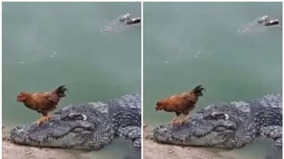 മുതല ഉറങ്ങുകയാണെന്ന് കരുതി കോഴി അതിന്റെ മുകളിൽ കയറി, പിന്നീട് സംഭവിച്ചത്