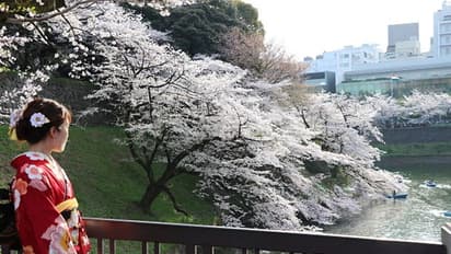 കാലാവസ്ഥാ വ്യതിയാനം; ഏഡി 812 ന് ശേഷം ആദ്യമായി നേരത്തെ പൂവിട്ട് ജപ്പാനിലെ ചെറിപ്പൂക്കള് !