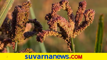 ರಾಗಿ ಬೆಂಬಲ ಬೆಲೆ ದುಡ್ಡು ರೈತರ ಸಾಲಕ್ಕೆ ಜಮಾ..!