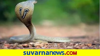 ಮಾರಮ್ಮ ದೇಗುಲದಲ್ಲಿ 25 ಅಡಿ ಉದ್ದದ ನಾಗರಹಾವು ಪ್ರತ್ಯಕ್ಷ : ಆತಂಕ