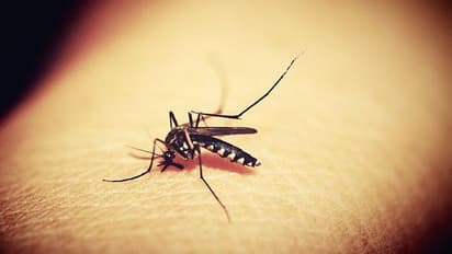 ಡೆಂಗ್ಯೂ : ಈ ರೋಗಲಕ್ಷಣ ಕಾಣಿಸಿಕೊಂಡ್ರೆ ಎಚ್ಚರ