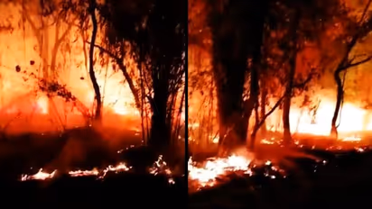 Bandhavgarh Tiger Reserve in MP has been on fire for nearly three days