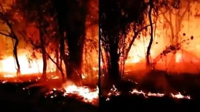 बांधवगढ़ में तीन दिन से लगी है आग, सीएम ने बुलाई मीटिंग, बोले-वन्य प्राणियों को नुकसान न हो