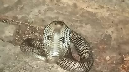 பெண்ணை கடித்துக் கொன்ற பாம்பு... அதே இடத்திற்கு வந்து உயிரை விட்டு அதிர்ச்சி..!