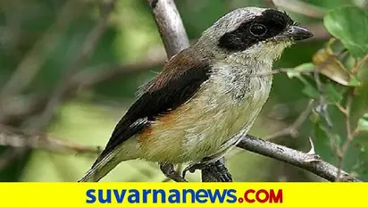 ಹೊಸಪೇಟೆ: ಹಂಪಿ ಕನ್ನಡ ವಿಶ್ವವಿದ್ಯಾಲಯದಲ್ಲಿ ಅಡವಿ ಸಿಪಿಲೆ ಪಕ್ಷಿ!