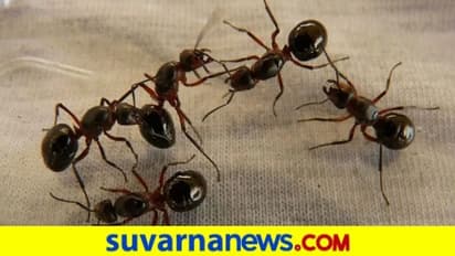 ಅಬ್ಬಾ, ಇವೆಲ್ಲಿಂದ ದಾಂಗುಡಿ ಇಡುತ್ತೋ ಈ ಇರುವೆ, ಕಾಟ ತಪ್ಪಿಸೋದು ಹೇಗೆ?