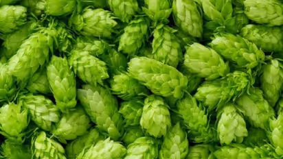 കിലോയ്ക്ക് ഒരു ലക്ഷം രൂപയ്ക്കടുത്ത് വിലമതിക്കുന്ന പച്ചക്കറി; അമ്പരക്കേണ്ട, സംഗതി സത്യമാണ്...