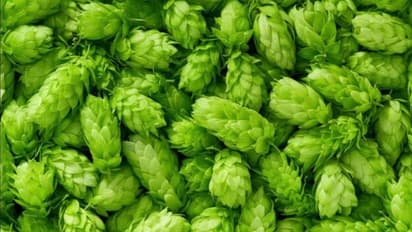 hop Shoots vegitable