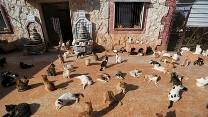 ഏണസ്റ്റോ സാങ്ച്വറി; ആഭ്യന്തരയുദ്ധം തകര്‍ത്ത സിറിയയില്‍ പൂച്ചകള്‍ക്കായി ഒരു സങ്കേതം