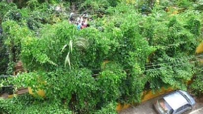 ഈ വീട് മുഴുവനും കാടാണല്ലോ? നഗരത്തിൽ ഫാൻ പോലും വേണ്ടാത്ത ഒരു വീട്!