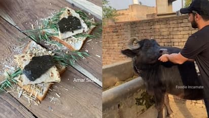 പോത്തിന് വേണ്ടി 'സെപ്ഷ്യല്‍' സാന്‍ഡ്‍വിച്ച്; രസകരമായ വീഡിയോ...