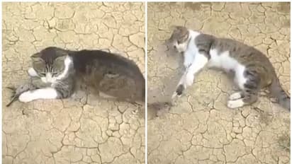 കിളിയെ പിടിക്കാൻ നോക്കിയതാണ് ഈ പൂച്ച; പിന്നീട് സംഭവിച്ചത് ഇങ്ങനെ