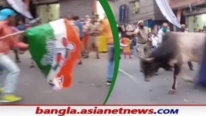 তৃণমূলের রোডশো-এ খ্যাপা ষাঁড়ের তাড়া, হুইল চেয়ারে অসহায় মমতা - দেখুন কী অবস্থা