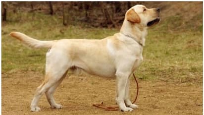 യുവതിയെ പീഡിപ്പിച്ച് രക്ഷപ്പെടാൻ ശ്രമിച്ച പ്രതിയെ ഓടിച്ചിട്ട് പിടികൂടിയത് വളര്‍ത്തുനായ