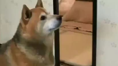 വിശന്നാല് വ്യക്തിത്വമേ മാറും!; രസകരമായ വീഡിയോ...