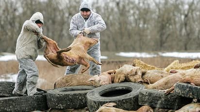 భారత్లో ఆఫ్రికన్ స్వైన్ఫ్లూ.. అప్రమత్తమైన అధికారులు !