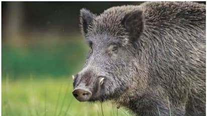 ലോക്കൽ കമ്മറ്റി അംഗത്തെയും മകളെയും കാട്ടുപന്നി ആക്രമിച്ചു.. പരിക്ക് ഗുരുതരം... സംഭവം തിരുവനന്തപുരത്ത്